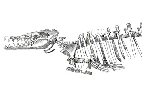 Whales- From Bone to Book
