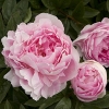 SmithLN2's picture
