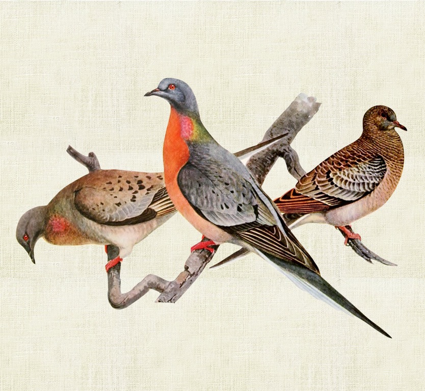 Once There Were Billions- Vanished Birds of North America